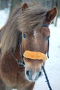 pony horse Royalty Free Stock Photo