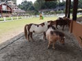 Pony horse on a farm. small horse. Dwarf Horse In Green Field