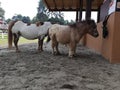 Pony horse on a farm. small horse. Dwarf Horse In Green Field