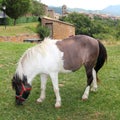 Pony horse grazing meadow in Ainsa Pyrenees Royalty Free Stock Photo