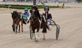 Pony horse harness sulky race in palma de mallorca hippodrome panning wide Royalty Free Stock Photo