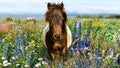Pony horse head portrait with wildflowers meadow and blue sky Royalty Free Stock Photo
