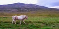 Pony horse Iceland hill mountain grass Royalty Free Stock Photo