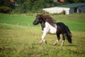 Pony horse running at the mountain farm