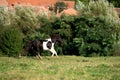 Pony horse running at the mountain farm Royalty Free Stock Photo