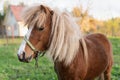 Pony horse stands on a green pasture with a village house on the background Royalty Free Stock Photo