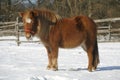 Pony horse in winter corral rural scene Royalty Free Stock Photo