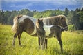 Pony horses (Equus ferus caballus). Grown female and litter. Royalty Free Stock Photo