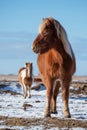 Pony horses standing in winter Royalty Free Stock Photo