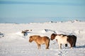 Pony horses standing in winter