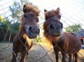 Pony horses