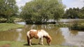 Pony Janes Moor lake New Forest Hampshire England UK