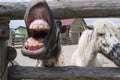 Pony is laughing Royalty Free Stock Photo