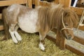 Pony at livestock exhibition