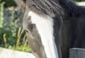 Pony Looking over a Fence