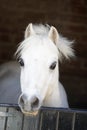 Pony Looking Over Stable Door Royalty Free Stock Photo