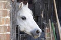 Pony Looking Over Stable Door Royalty Free Stock Photo