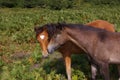 Pony love Royalty Free Stock Photo