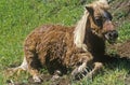 Pony lying down in Topanga, CA Royalty Free Stock Photo