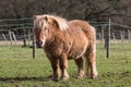 Pony on the meadow