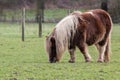 Pony on the meadow