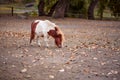 Pony miniature horse on a farm Royalty Free Stock Photo