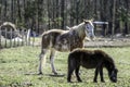 Pony and miniature horse in pasture Royalty Free Stock Photo