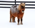 Pony named Brownie standing in the corral by the barn Royalty Free Stock Photo