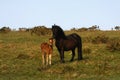 Pony with New Born Foal Royalty Free Stock Photo