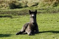 Pony with New Born Foal Royalty Free Stock Photo