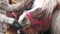 Ponies and horses grazing in the autumn meadow