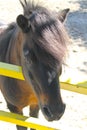 Pony in a paddock Royalty Free Stock Photo