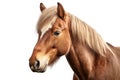 Pony photo realistic illustration - Generative AI. Royalty Free Stock Photo