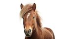 Pony photo realistic illustration - Generative AI. Royalty Free Stock Photo