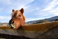 Pony poking head over fence covered with blanket.