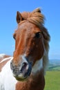 Pony portrait, against blue sky Royalty Free Stock Photo