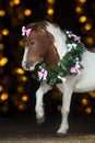 Pony portrait in christmas wreath Royalty Free Stock Photo