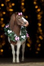 Pony portrait in christmas wreath Royalty Free Stock Photo