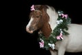 Pony portrait in christmas wreath Royalty Free Stock Photo