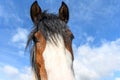 Pony portrait in a pasture in spring