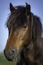 Pony portrait Royalty Free Stock Photo