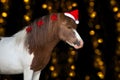 Pony portrait in santa red hat Royalty Free Stock Photo