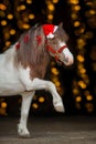 Pony portrait in santa red hat