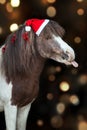 Pony portrait in santa red hat Royalty Free Stock Photo