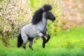 Pony rearing up Royalty Free Stock Photo