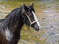 Pony in River