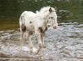 Pony in River