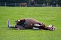 Pony rolling in his field Royalty Free Stock Photo