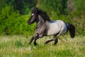 Pony run fast Royalty Free Stock Photo
