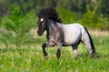 Pony run on green grass Royalty Free Stock Photo